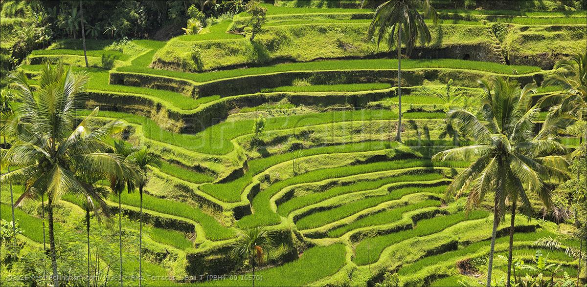 Peter Bellingham Photography Rice Terraces - Bali T (PBH4 00 16570)